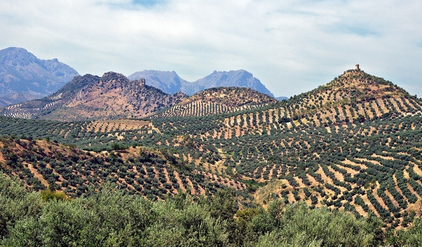 Olive tree hills in Andalusia Spain 