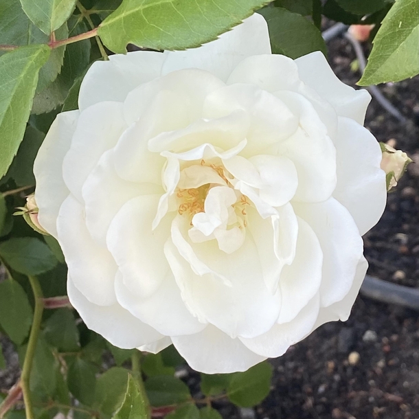 On my way to work and found this pretty white camellia 