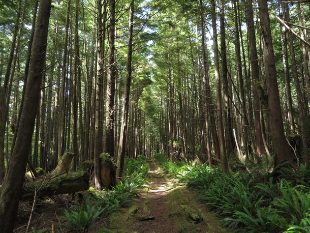 On the trail up to the Cape Scott light station on a beautiful June day Vancouver Island BC 