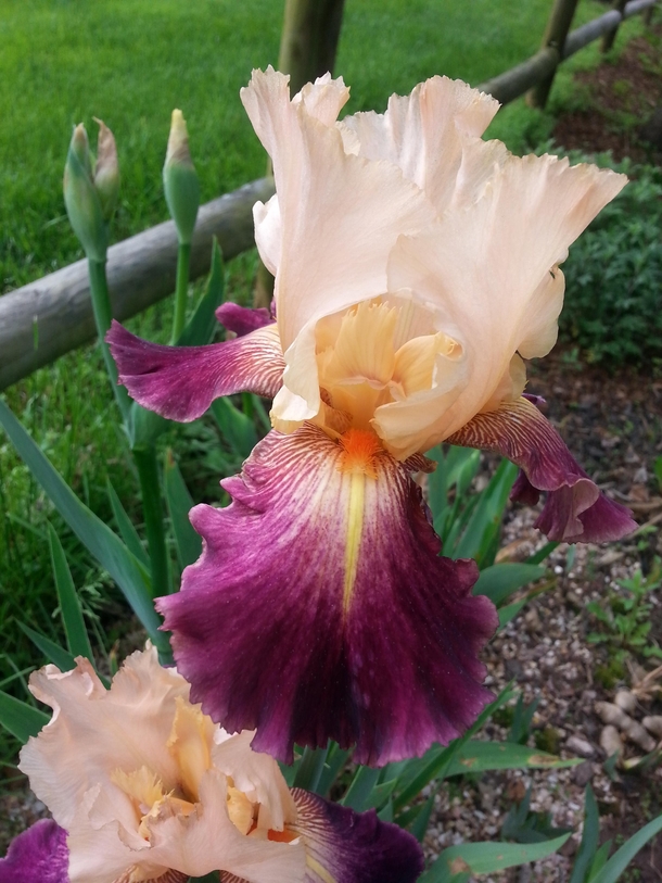 One of my early bearded iris Iris germanica 
