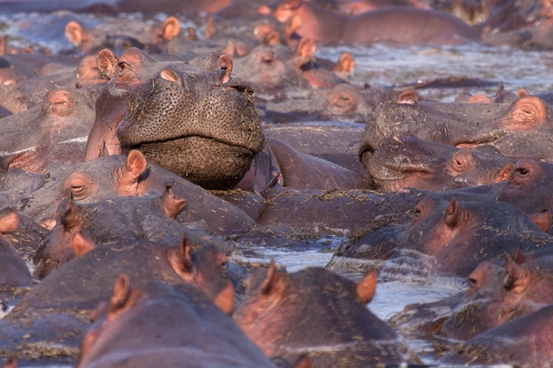 One of the crowd A Hippopotamus Hippopotamus amphibius taking a swim with friends  photo by Andrew Schoeman
