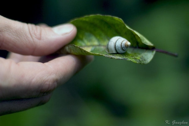 One of the highly endangered Achatinella endemic Hawaiian tree snail that I have been working with 