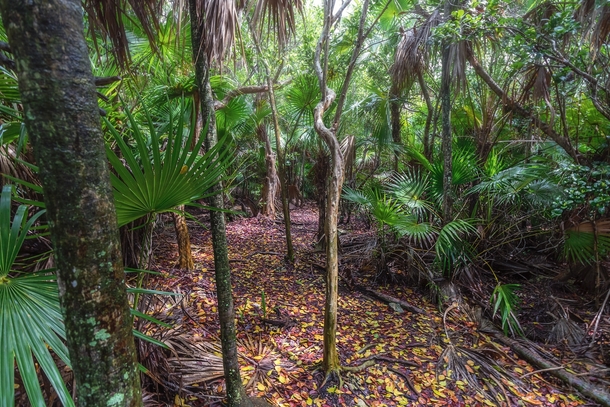 One of the largest wild populations of Florida state-endangered thatch palms Thrinax radiata in the US at Curry Hammock State Park in the Florida Keys 