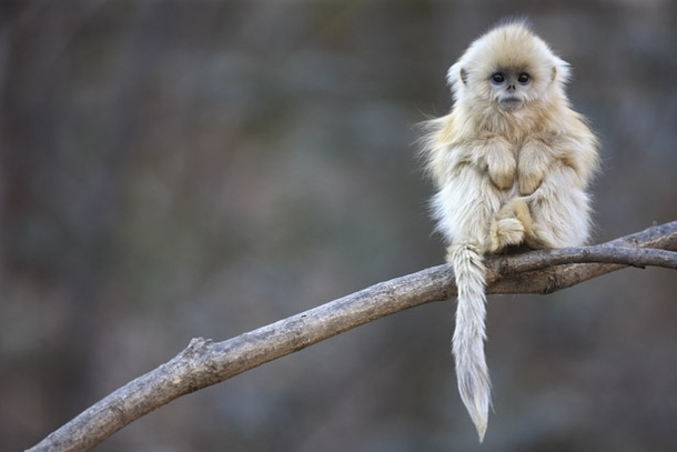 One of the most endangered primate species in the world - The Tonkin snub-nosed monkey x-post from rpics 