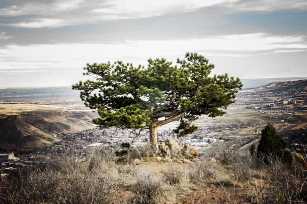 One single tree overlooking the city Golden Co 