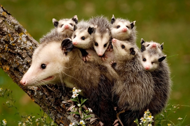 Opossum Didelphimorphia A Mother marsupial with her  babies 