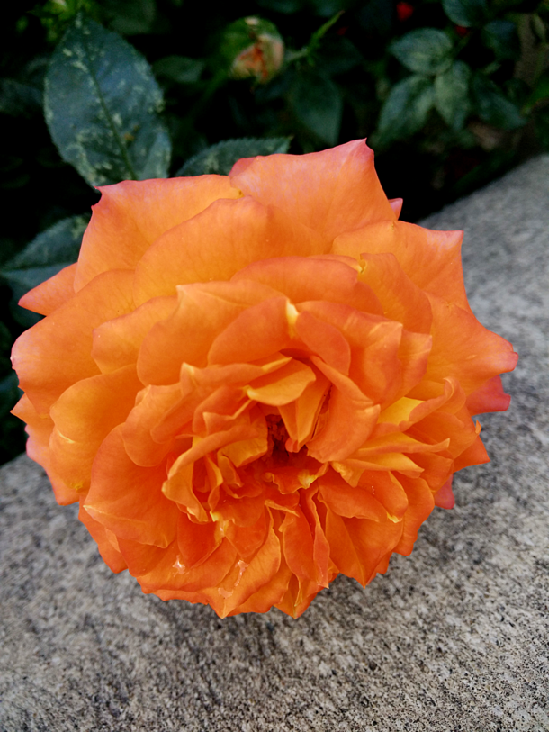 Orange Rose in Spring Utah 