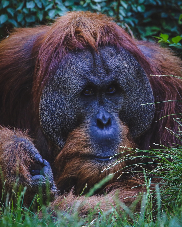 Orangutan Pondering 