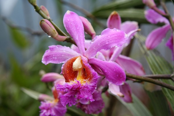 Orchid at Machu Picchu 