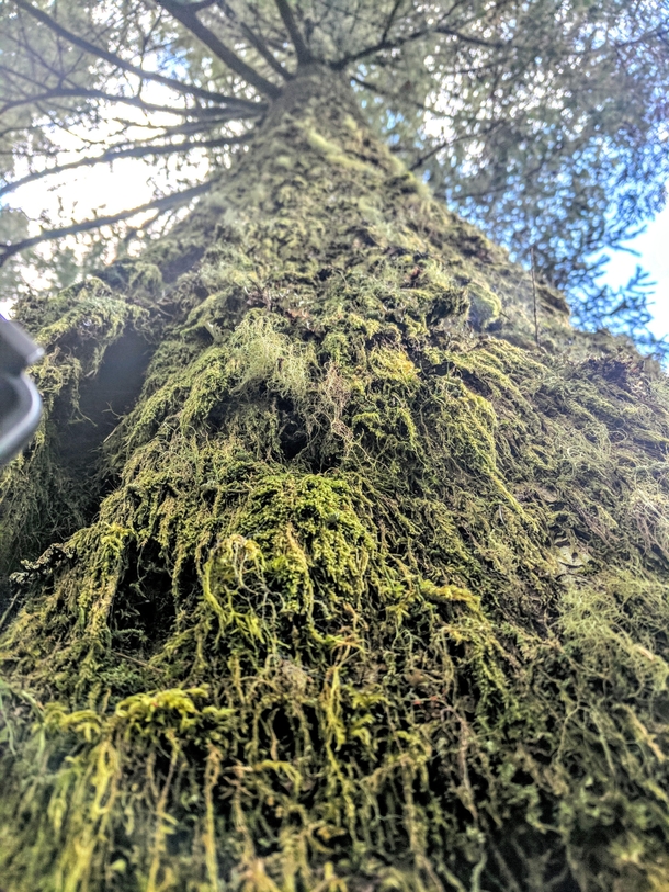 Oregonian Moss 