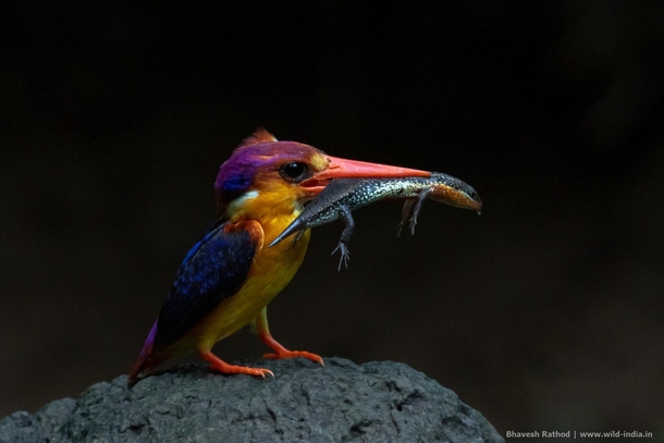 Oriental dwarf kingfisher Ceyx erithaca A widespread resident of lowland forest it is endemic across much of the Indian subcontinent and Southeast Asia - Outskirts of Navi Mumbai Maharashtra India 