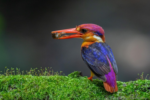 Oriental dwarf kingfisher Ceyx erithaca is a small red and yellow kingfisher averaging  cm  in in length yellow underparts with glowing bluish-black upperparts - Outskirts of Navi Mumbai Maharashtra India 