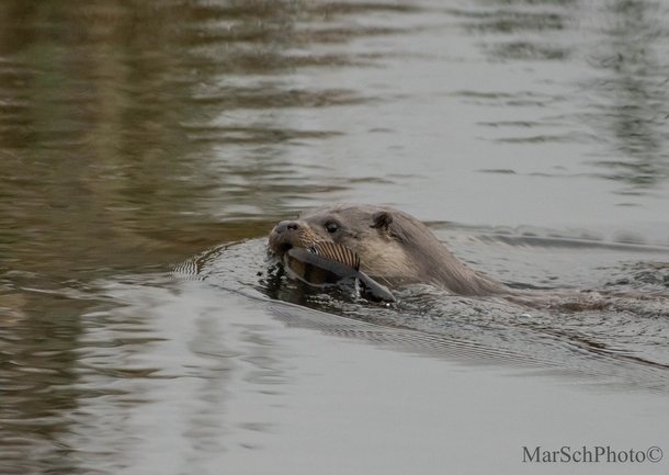 Otter with its catch Lutra lutra - 