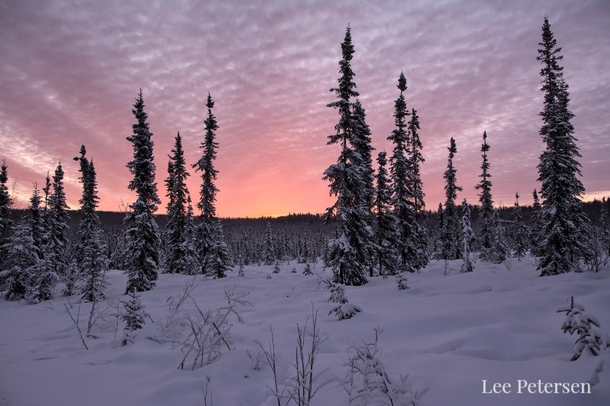 Our local Fairbanks Alaska boreal forests yesterday at sunrise 