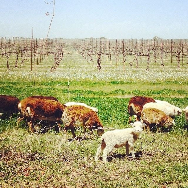 Our newest generation of lawn mowers has yielded some of the cutest yet Eudora Ks 