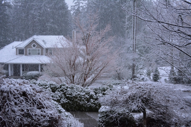 Outside my house in Gig Harbor this morning 