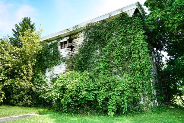 Overgrown and abandoned house Splitting where the rain flows Lexington Ohio 