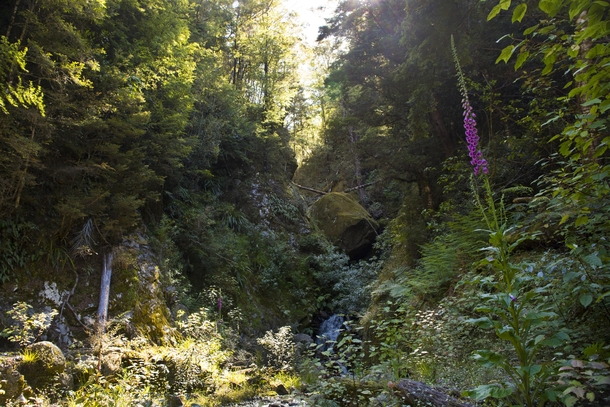 Overgrown gorge in the middle of a wilderness - West Coast NZ 