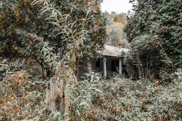 Overgrown Kentucky home - Nate Castner 
