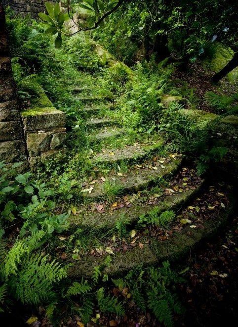 Overgrown steps abandoned since the s near the PigeonTower at Rivington Lancashire UK 
