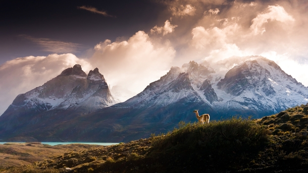 Overseer - a lone guanaco looks out at the majestic Cuernos del Paine in Chilean Patagonia  photograph by Gene Wahrlich