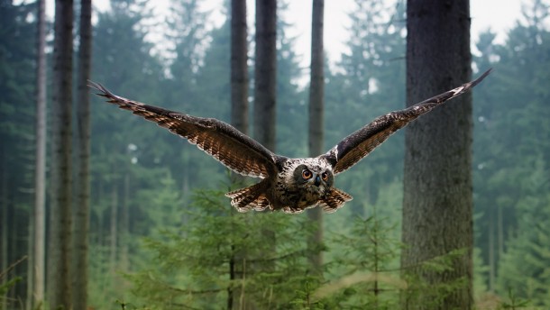 Owl in flight x-post from rOwls 