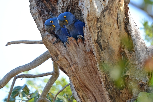 Pair of Hyacinth macaw in their nest 