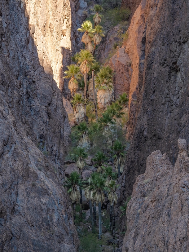 Palm trees are generally not native in Arizona with the exception of a very small cluster existing up a steep ravine inside a canyon in the Kofa Mountains Palm Canyon Arizona 