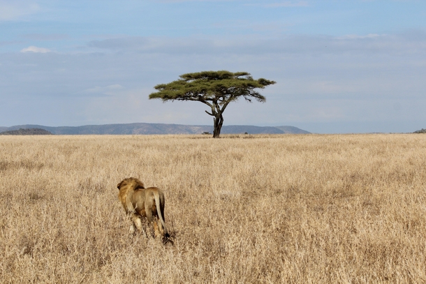 Panthera leo Serengeti Tanzania 
