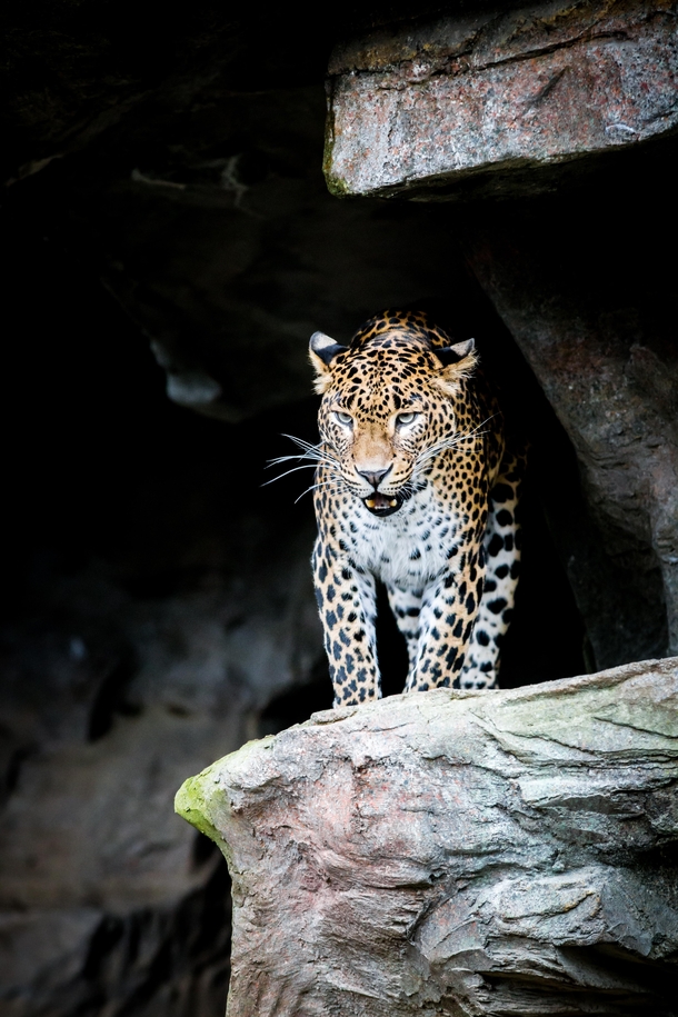 Panthera pardus orientalis Amur leopard Armoerpanter Burgers Zoo Arnhem 