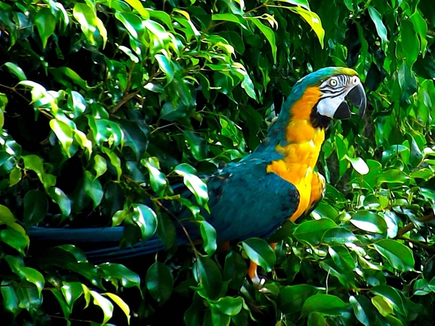 Parrot sitting in a bush 