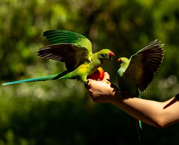 Parrots Fighting