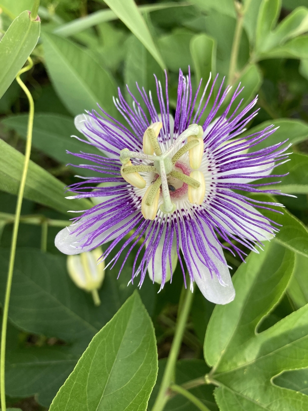 Passionflower in bloom Passiflora incarnata Grown in the greenhouse upstate NY- cultivation is for herbal medicine at the small farm I work with Used by herbalists for anxiety and insomnia