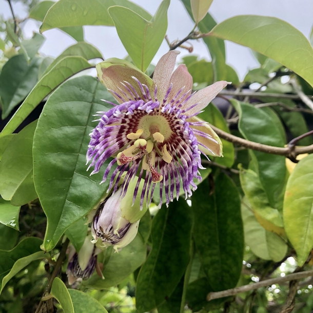 Passionflower Passiflora laurifolia 