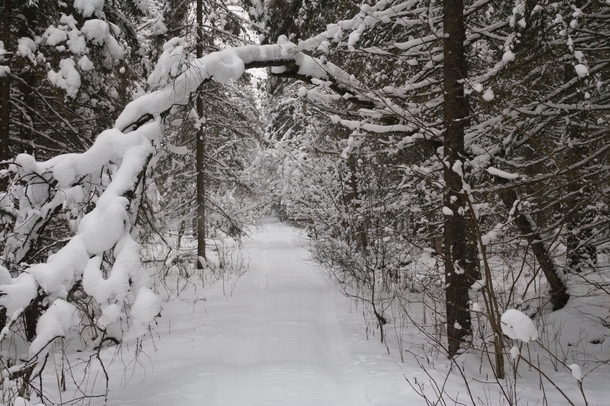 Path yet untouched by human footprints after last snowfall Endla nature reserve south-east Estonia