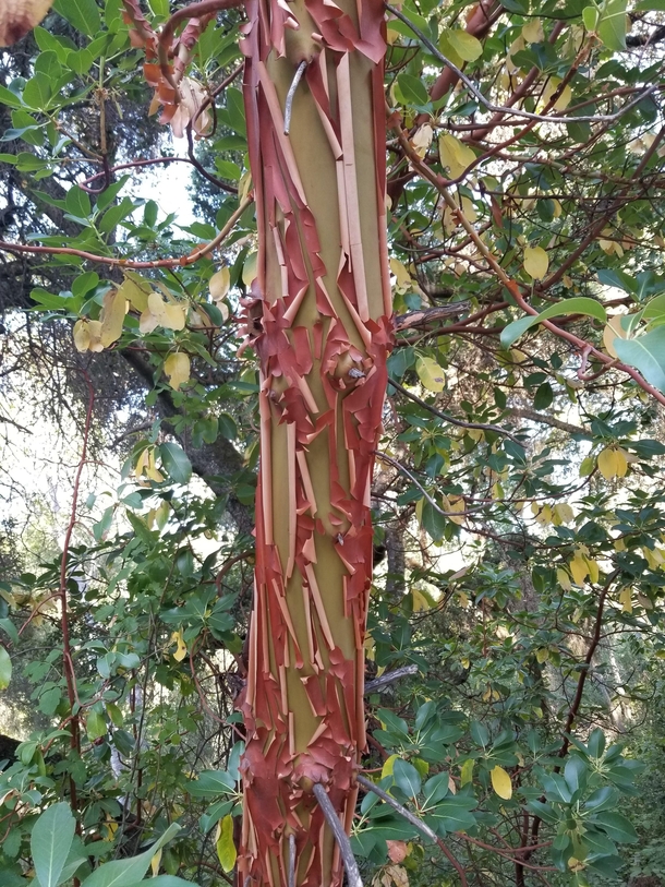 Peeling bark of a manzanita tree Hastings Reserve California 