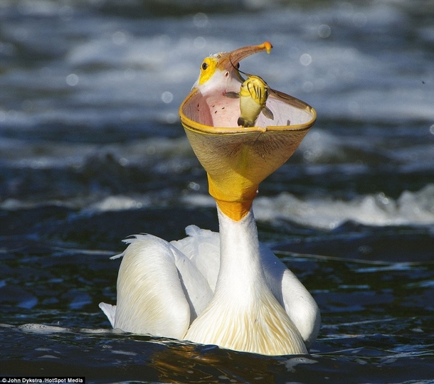 Pelican opens wide Pelecanus erythrorhynchos 
