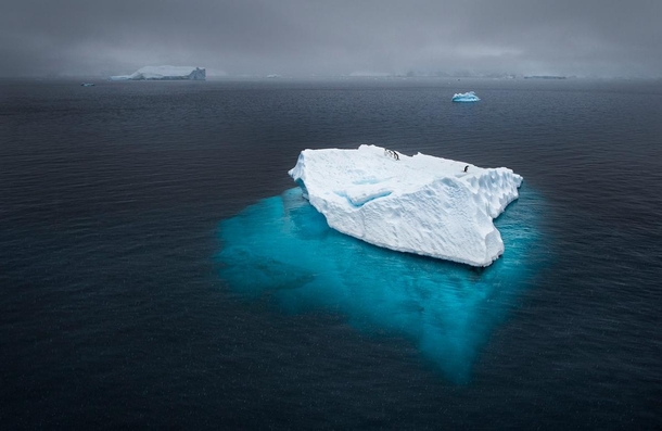 Penguins adrift on an iceberg during a heavy snow storm in Antarctica Joshua Holko 