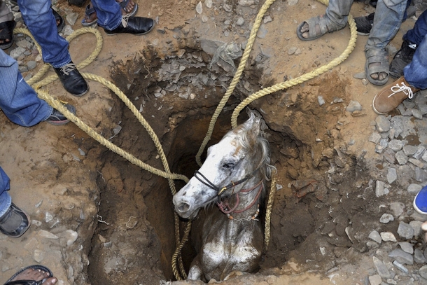 People rescue a horse from a pit in Jalandhar Punjab India The horse was rescued after a two-hour operation 