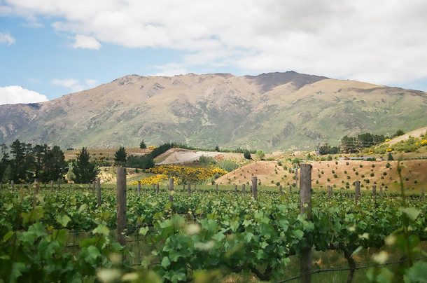 Peregrine Winery near Queenstown New Zealand Shot on mm film Nov  