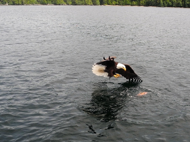 Perfect timing of a bald eagle in Southeast Alaska 