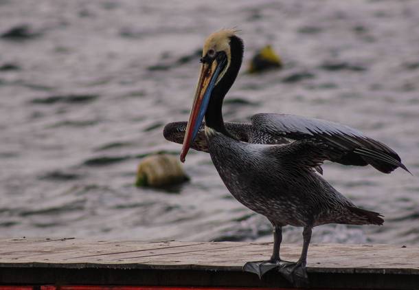 Peruvian Pelican taking a break on the pier 