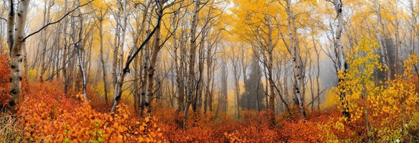 Peter Liks Autumn Mist Deer Valley Utah 