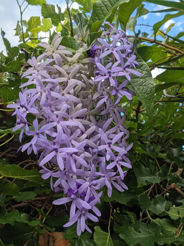 Petrea volubilis queens wreath climbing over my fence from my neighbours yard