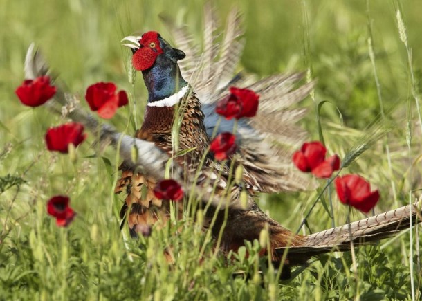Pheasant among the poppies 