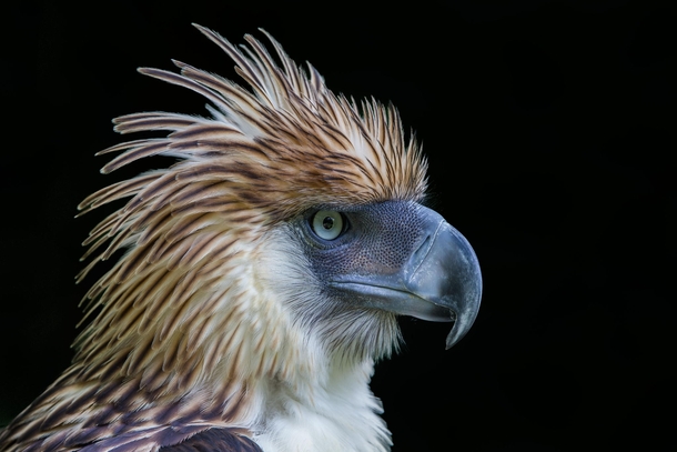 Philippine Eagle Pithecophaga jefferyi 