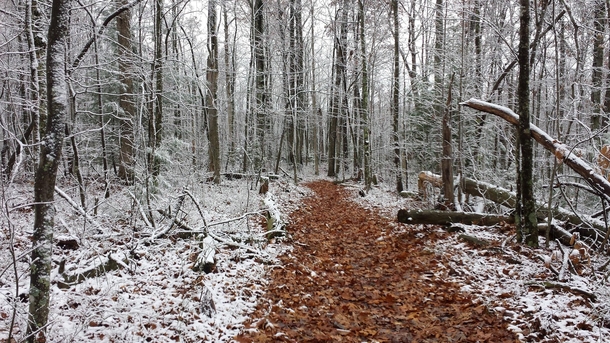 Pickett State Park trail after a snowy night 