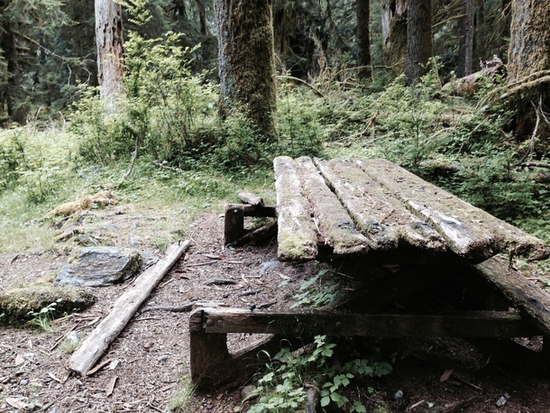 Picnic table on East Fork Quinalt River Trail WA 