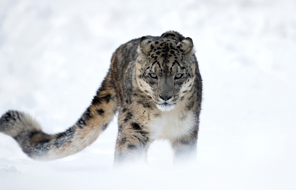 piercing-gaze-of-the-snow-leopard-uncia-