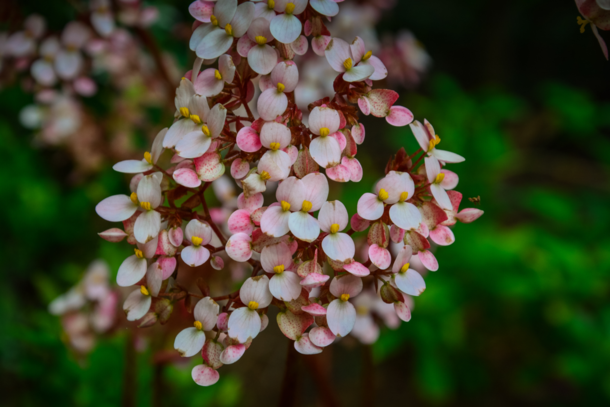 Pink Begonia flowers 
